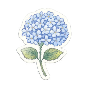 PNG Delicate watercolor hydrangea illustration.