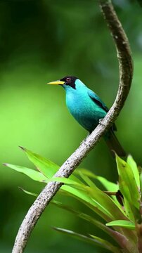 Vibrant turquoise tanager bird perched on a curved tree branch in a lush tropical forest.