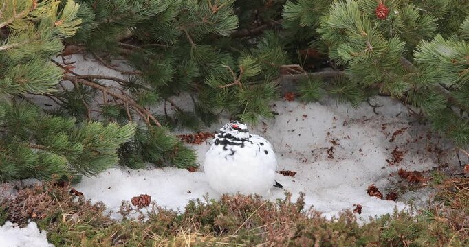 立山室堂のライチョウのオス