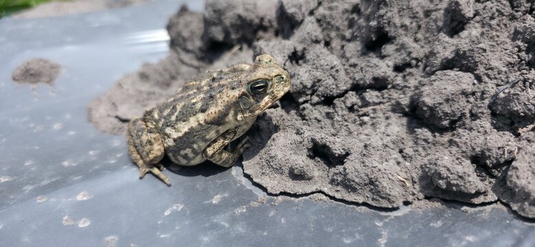 Close Up of a Wild Toad Blending Into Dry Ground Texture