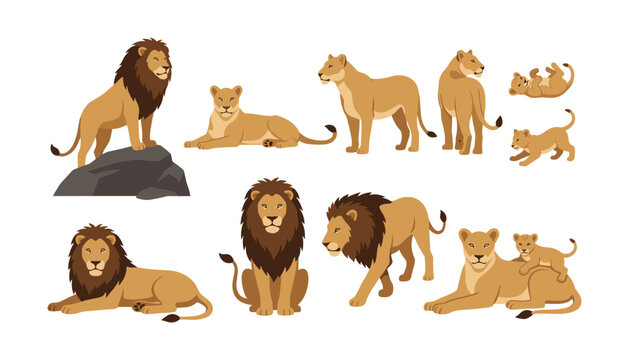 African lion pride vector illustration bundle featuring male lions lionesses and cute playful cubs isolated on white background