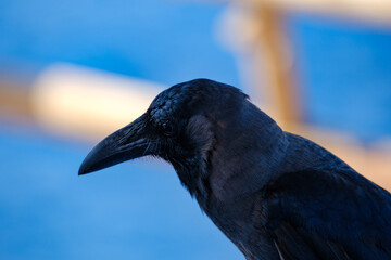 Naklejka premium Close-up profile portrait of a wild black crow against a soft blue and beige background