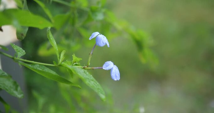 Raindrops on blooming blue plumbago flowers with green bokeh copy space