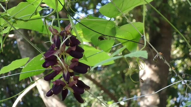 Fixed shot showcasing a striking cluster of dark purple blossoms of Mucuna pruriens, commonly known as Velvet bean or Mha Mui in Thailand.