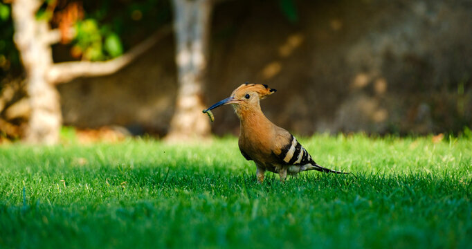 Eurasian hoopoe bird holding a worm in its beak on green grass