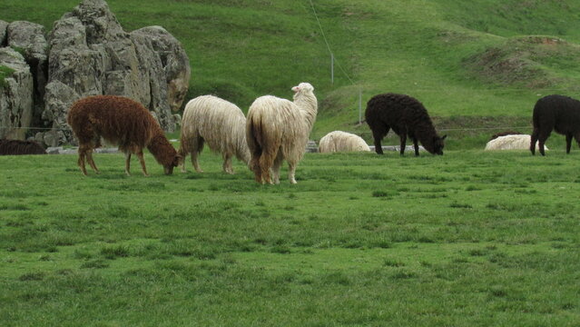 animal andino del Per&uacute; cusco