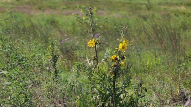 Midwestern conservation biological science land resources dedicated to protecting wetlands, open water, and riparian habitats within Lawrence Kansas