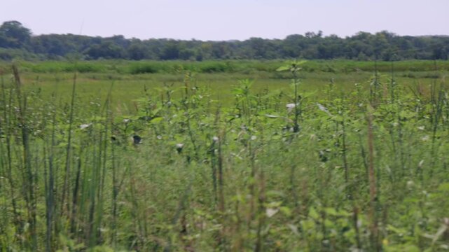 Midwestern conservation biological science land resources dedicated to protecting wetlands, open water, and riparian habitats within Lawrence Kansas