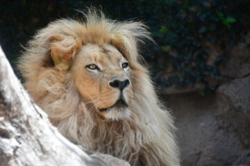 LEONES © Germán