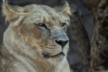 LEONES © Germán