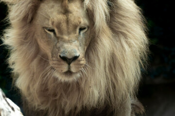 Fototapeta premium LEONES