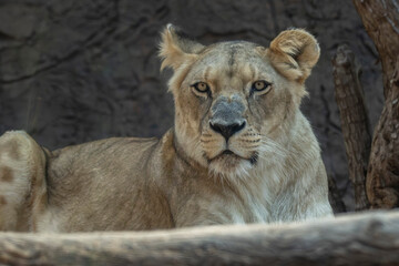LEONES © Germán