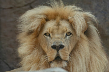 LEONES © Germán