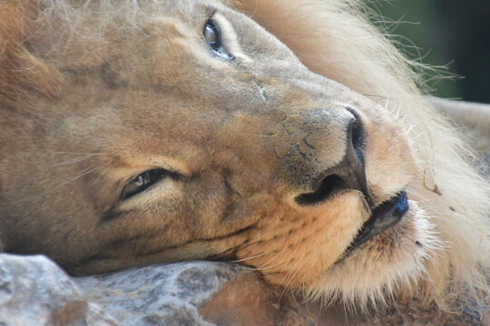 LEONES