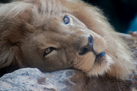 LEONES
