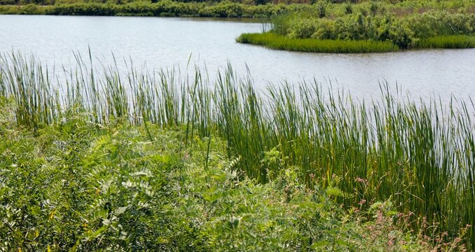 Midwestern conservation biological science land resources dedicated to protecting wetlands, open water, and riparian habitats within Lawrence Kansas