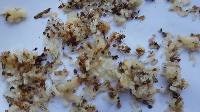 Close up footage of ant brood, locally known as kroto, consisting of ant eggs, larvae, and pupae used as natural bird feed in Indonesia.