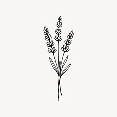 Fototapeta premium Minimalist line drawing of lavender sprigs on a plain background.