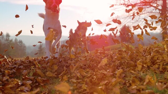 LENS FLARE, LOW ANGLE, SLOW MOTION: Two dogs race through a carpet of autumn leaves as golden sunlight shines from behind. Flying foliage creates a lively canine energy and joyful outdoor freedom.