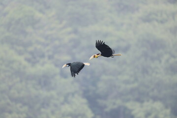 The wreathed hornbill (Rhyticeros undulatus) is an Old World tropical bird of the hornbill family Bucerotidae. This photo was taken in Java island, Indonesia. © feathercollector