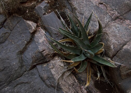Agave in the rocks