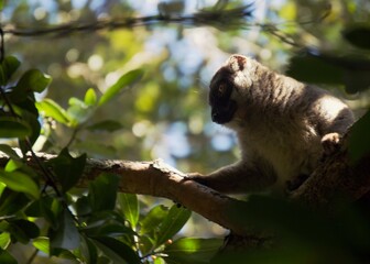Naklejka premium Brown lemur watching