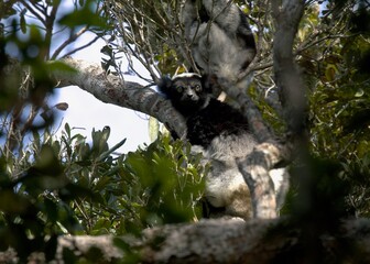 Naklejka premium Indri lemur looking at camera