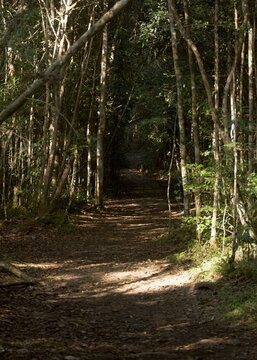 path in the forest