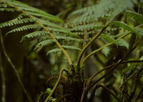fern in the forest