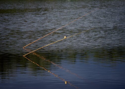 Kingfisher fishing in the lake