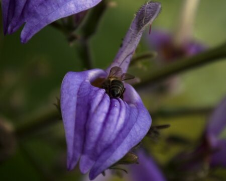 bee on a flower