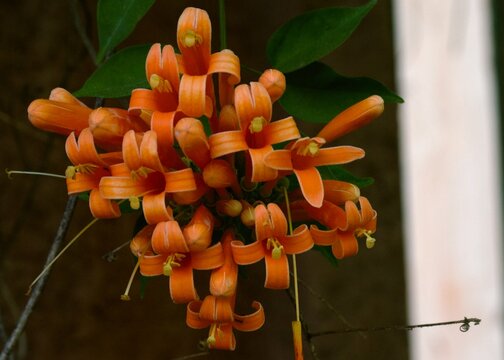 orange and yellow flowers
