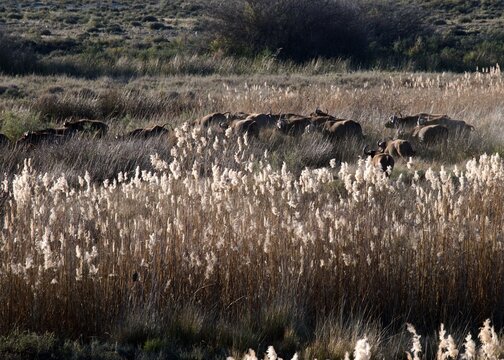herd of water buffalo