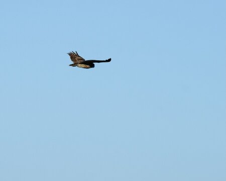 Marsh owl in flight