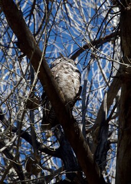 owl in a tree