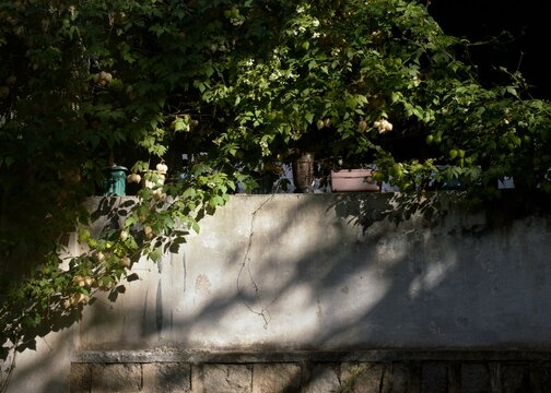 wall in the park with vines