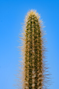 Close-up of a slender vertical cactus with dense golden thorns under clear blue sky