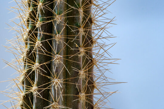 Close-up of vertical cactus stem with sharp thorns against a soft background