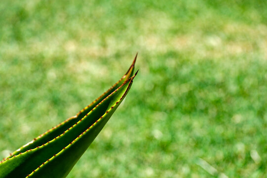 Detailed view of sharp agave leaf tip and edges with tiny spikes against green grass