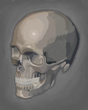 Rough illustration of human skull, digital painting 