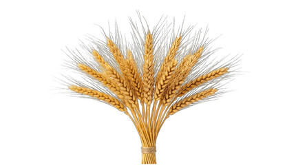 Fototapeta premium Sheaf of golden ripe wheat stalks tied with twine isolated on transparent background.