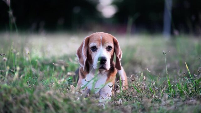 A close-up shot of an adorable tricolor Beagle dog sitting in the middle of a lush green lawn, looking directly at the camera with gentle eyes in warm natural light.