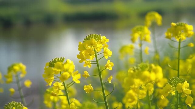 川沿いの菜の花 シームレスループ動画背景 16:9 4K