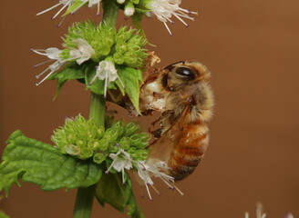 Jagged ambush bug (Phymata) that has captured a honeybee (Apis mellifera) while the bee visited the flowers of a backyard mint plant.   © Michael