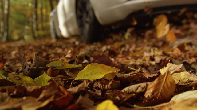 LOW ANGLE, DOF, SLOW MOTION: White car driving along forest road covered in dry leaves. Fall foliage contrasts with softly blurred vehicle and woodland background. Car ride through the woods in autumn
