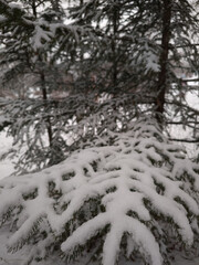 Snowy Evergreen Forest in Winter. Snow-Covered Conifer Background © Visual Content