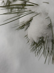 Snowy Evergreen Forest in Winter. Natural Christmas Forest Background © Visual Content