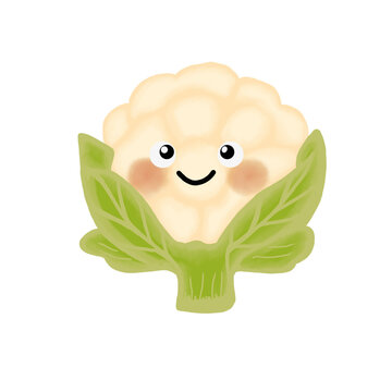 Fresh mature cauliflower growing in organic soil in a green garden ready for harvest