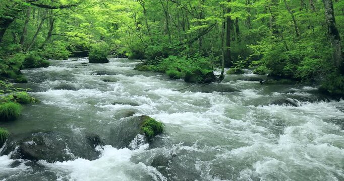 奥入瀬渓流の三乱の流れ