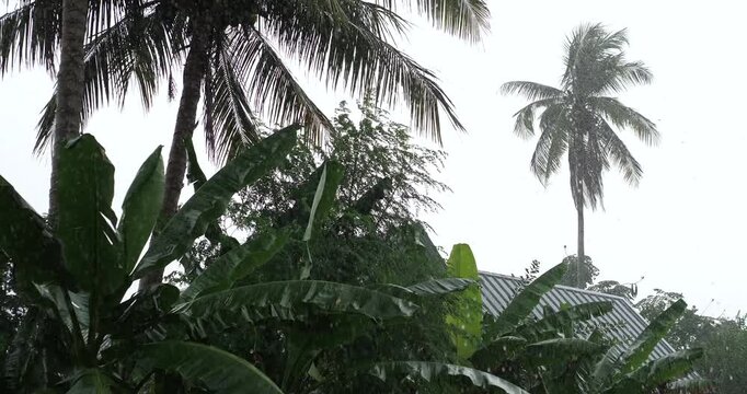 Tropical rainstorm with strong wind blowing coconut palm and banana trees